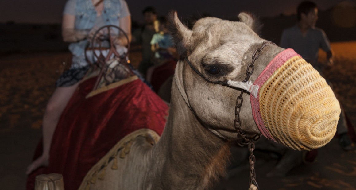 A camel and rider. Photograph by Walter Shintani.