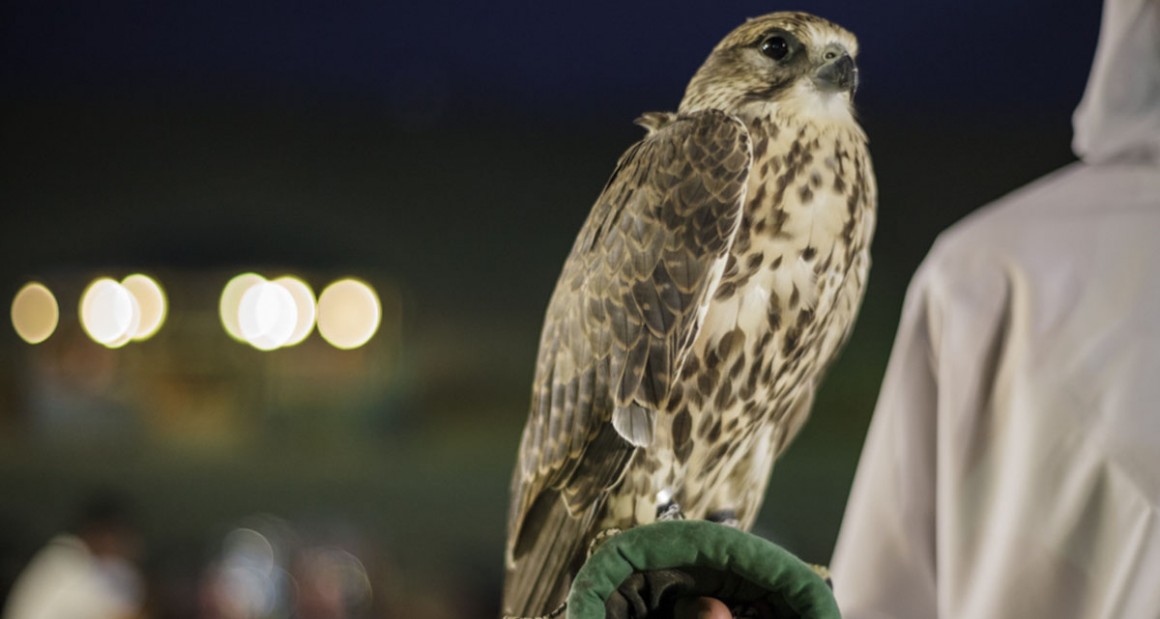 A falcon perches on a gloved arm. Photograph by Walter Shintani.